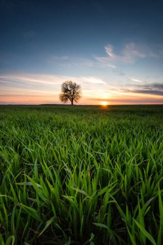 tree-in-a-field-7T9SM24 tree-in-a-field-7T9SM24